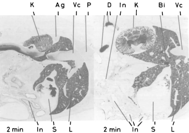 FIG. 3. Autoradiographs of section through liver, kidney, stomach, intestines, vena cava 2 min after i.v.