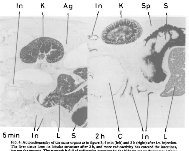 FIG. 4. Autoradiography of the same organs as in figure 3, 5 min (left) and 2 h (right) after i.v