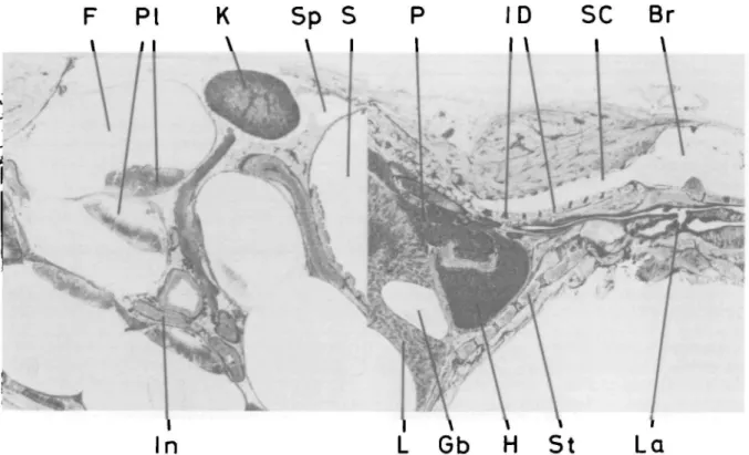 FIG. 9. Distribution in pregnant mouse 5 min after i.v. injection of 0.04 (iCi g~'. Even with a high dose, radioactivity is not detectable in the fetus, but is present in the placenta, with similar densities in the kidney, a renal vein and the intestinal m