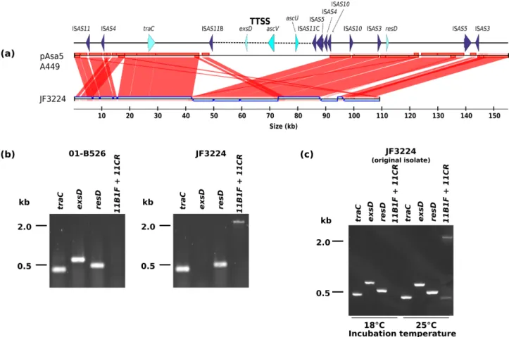 Figure 2. Loss of the TTSS locus from the pAsa5 plasmid of the JF3224 isolate. (a) Alignment of plasmid pAsa5 from A449 with the JF3224 contigs using CONTIGuator (Galardini et al