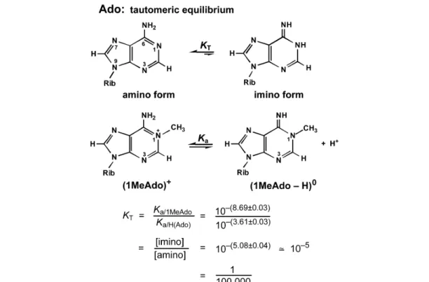 Fig.  12 Tautomeric  equilibrium  between  the  amino  and  imino  forms  of  adenosine
