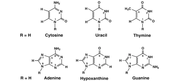 Fig. 1 Predominant tautomeric forms of the six most common nucleobases [4,8].