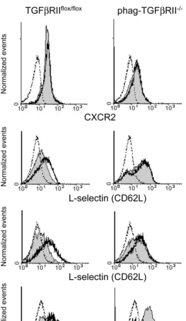 Fig. 6 Stimulation of thioglycollate-elicited PMN with TGFb in vivo reduces their expression of L -selectin