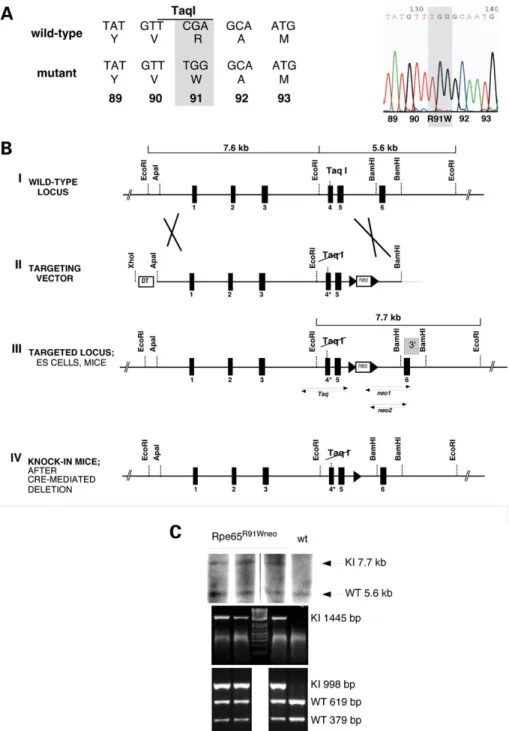 Figure 1. Generation of R91W knock-in mice. (A) Partial sequence of exon 4 wild-type and mutated R91W DNA