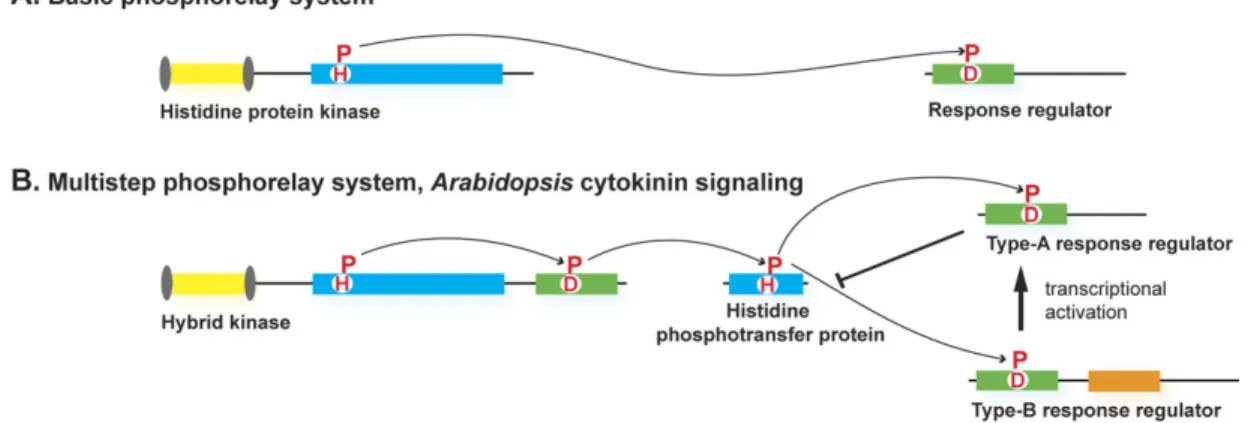Fig. 1. Schematic representation of the two-component and the multistep phosphorelay signalling systems