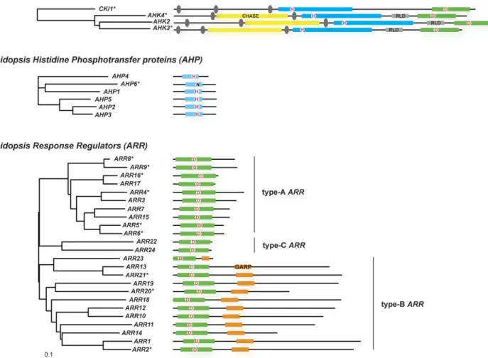 Fig. 2. Compilation of cytokinin signalling components from Arabidopsis, and their phylogenetic relationship