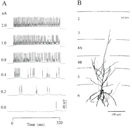 Figure 1. Response of a layer 3 pyramidal neuron with a simple type (S 1 ) receptive field (RF) to current steps