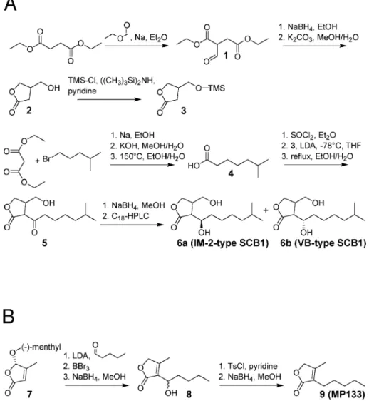 Figure 1. Synthesis of SCB1 (A) and MP133 (B). More detailed information is provided at http://www.biotech.biol.ethz.ch/martinf/download/QuoRex.zip.