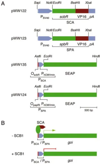 Figure 3. Impact of butyrolactone ligands on constitutive and QuoRex- QuoRex-controlled gene expression in CHO-K1
