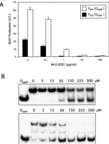 Figure 4. Speci®city and af®nity of SCA for S.coelicolor/S.pristinaespiralis O scbR /O papRI operator modules