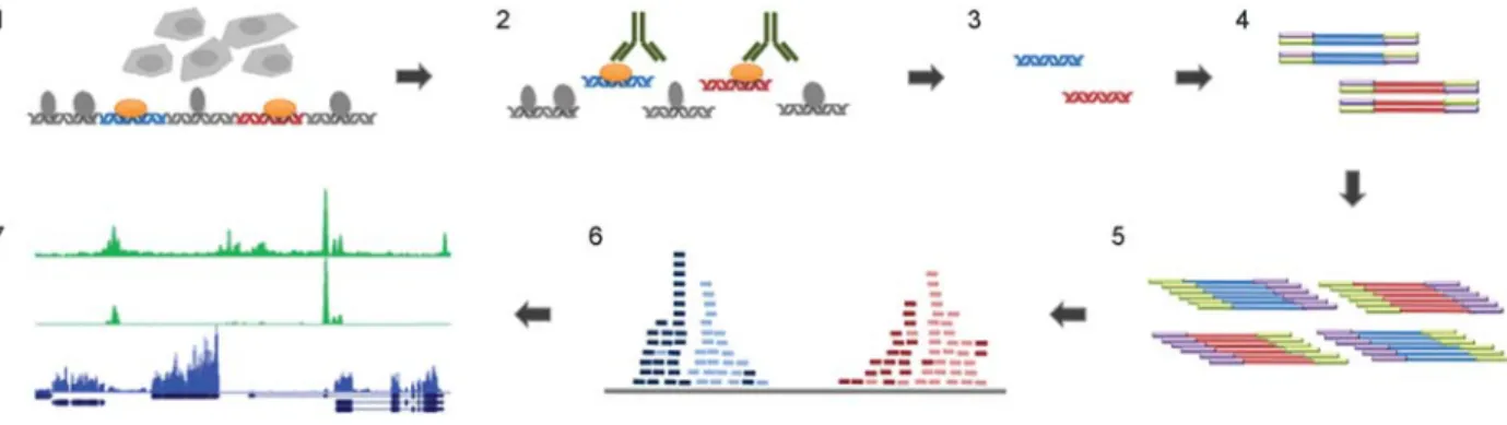 Figure 1 Outline of ChIP-seq.