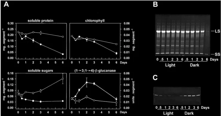 Fig. 4. Dark-induced senescence and accumulation of (1£3,1£4)-b-glucanase in wheat leaf segments