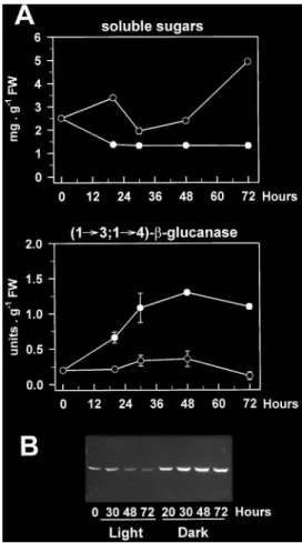 Fig. 7. Dark induction of (1£3,1£4)-b-glucanase in the root system of young wheat plants