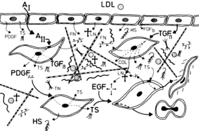 FIGURE 1. Schematic representation of vessel wall and some  components thereof which may contribute to the pathogenesis of  vascular disease