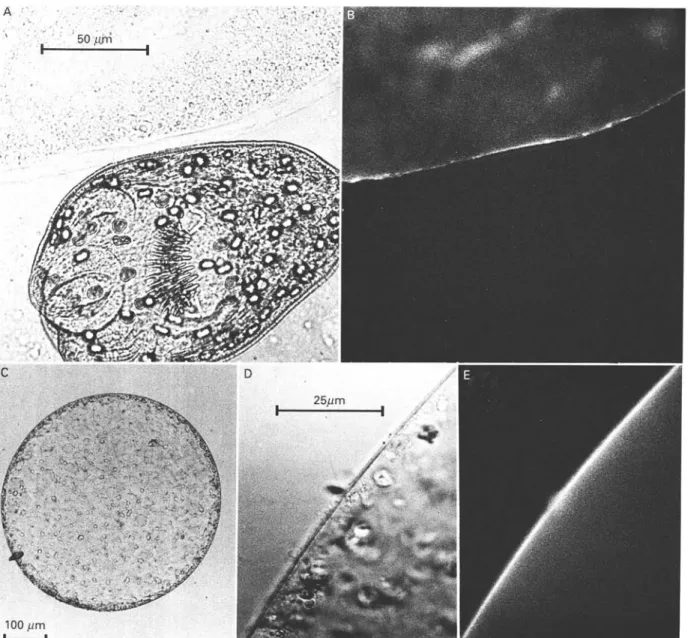 Fig. 4. Direct immunofluorescence analysis of the localization of the MAb Gil-binding Em2 antigen