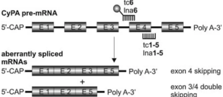 Figure 2. Schematic representation of the splicing pattern of CyPA pre-mRNA. The ball at tc6 or lna6 represents the ¯uorescein label.