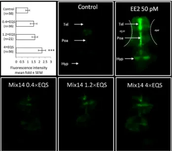FIG. 6. In vivo estrogenic activity of Mix14 as shown by induction of GFP in 96-hpf- 96-hpf-old transgenic cyp191ab-GFP zebrafish larvae