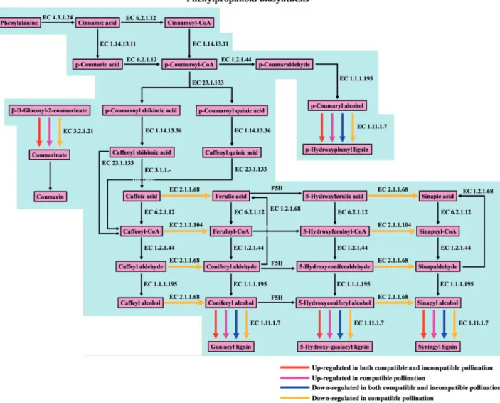 Fig. 6 Changes in the phenylpropanoid biosynthesis pathway pre- and post-pollination. Pathway maps were partially extracted from the KEGG pathways