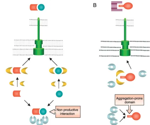 Fig. 1. TTS chaperones as anti-aggregation and stabilizing factors. A: Two TTS substrates interact out of the cell