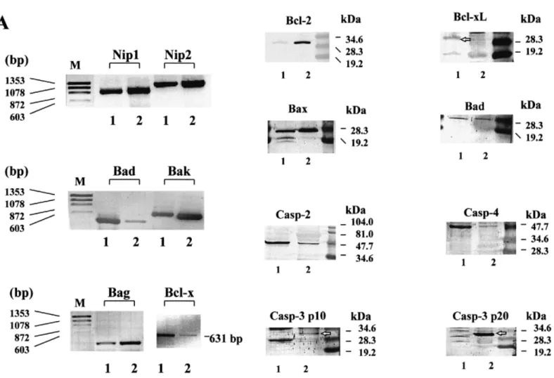 Figure 8. Expression of apoptosis-associated genes in COV434. (A) mRNA expression of six apoptosis-associated genes was analysed by reverse transcription–polymerase chain reaction of total RNA