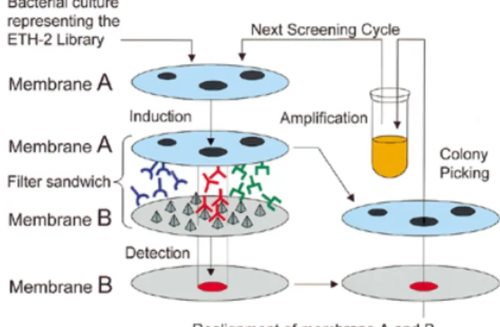 Figure 2A shows the master membrane, and Figure 2B shows the capture membrane after immunometric detection, in the third round of colony screening for binding to the ED-B antigen