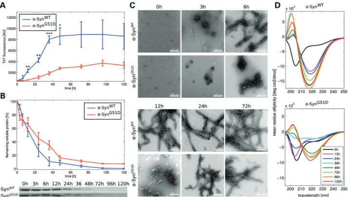 Figure 1. The G51D mutation attenuates a-Syn aggregation in vitro. Recombinant a-Syn WT or a-Syn G51D were incubated at 378C under shaking conditions, and the kinetics of aggregation of both proteins were followed by: (A) ThT + SEM ( ∗ P , 0.05, ∗∗ P , 0.0