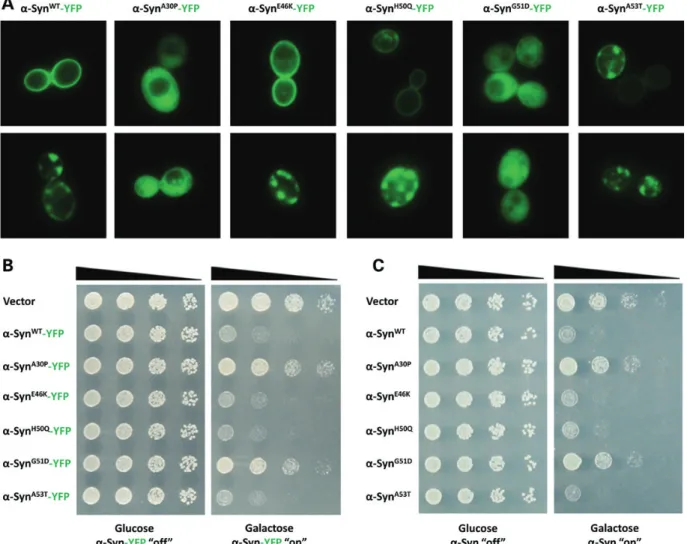 Figure 3. The G51D mutation impairs a-Syn membrane binding, inclusion formation and toxicity in yeast