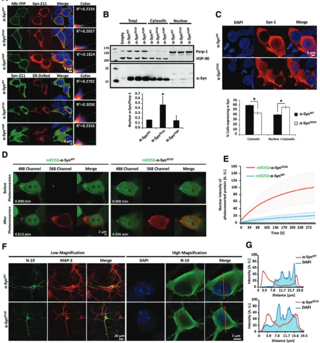Figure 4. Effect of the G51D mutation on a-Syn subcellular localization in mammalian cells and primary neurons