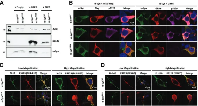 Figure 5. The G51D mutation enhances nuclear a-Syn S129 phosphorylation in primary neurons