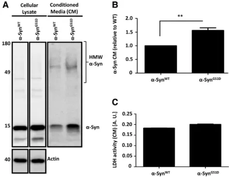 Figure 7. The G51D mutation enhances a-Syn secretion by neuroblastoma cells. (A) Biochemical analysis of SHSY5Y cells expressing a-Syn WT or a-Syn G51D shows that although similar levels of both proteins are expressed in total cellular lysates, more monome
