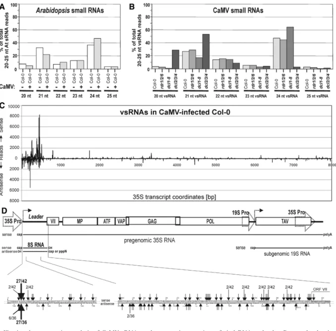 Figure 2. Illumina deep-sequencing analysis of CaMV sRNAs and comparative mappings of viral RNA molecules
