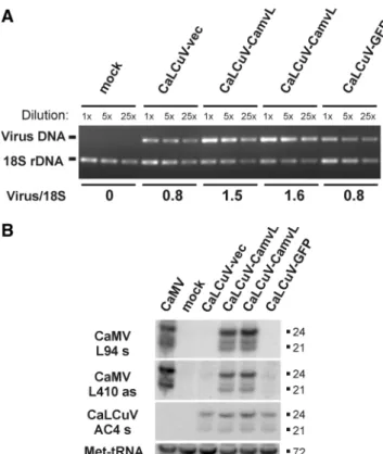 Figure 5. Ectopic expression of CaMV leader-derived vsRNAs from an attenuated geminivirus slightly increases viral DNA accumulation.