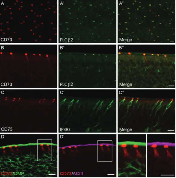 Figure 1    CD73 as a marker of a major MVCs population in the olfactory epithelium. (A) Double immunofluorescence staining on whole-mount tissue  preparations using anti-CD73 antibody (red, left panel) and anti-PLC β2 antibody (green, middle panel, A′) re