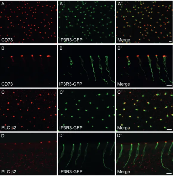 Figure 2  Identification of IP 3 R3-GFP-positive CD73-MVCs. Immunofluorescence staining was performed on tissue sections from IP 3 R3 + /IP 3 R3 −  tauGFP + mice