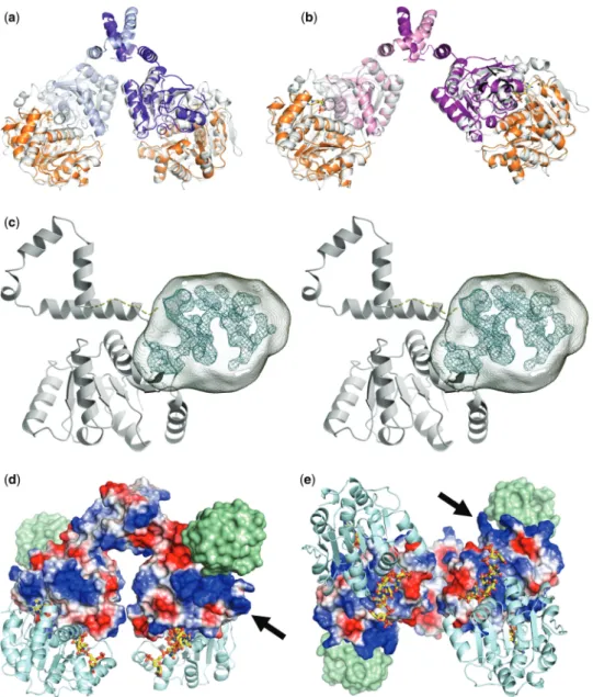 Figure 4. Model for the dimeric Hera helicase and location of the RBD. (a, b) Construction of the Hera_1–419 dimers by superposition of the isolated Hera_N (PDB-ID 1gxs) and Hera_208–419 structures onto the Vasa-RNA complex