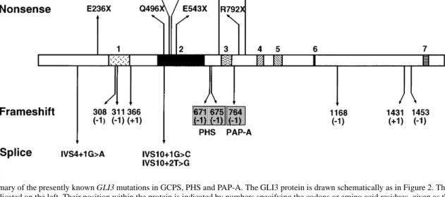 Figure 3. Summary of the presently known GLI3 mutations in GCPS, PHS and PAP-A. The GLI3 protein is drawn schematically as in Figure 2