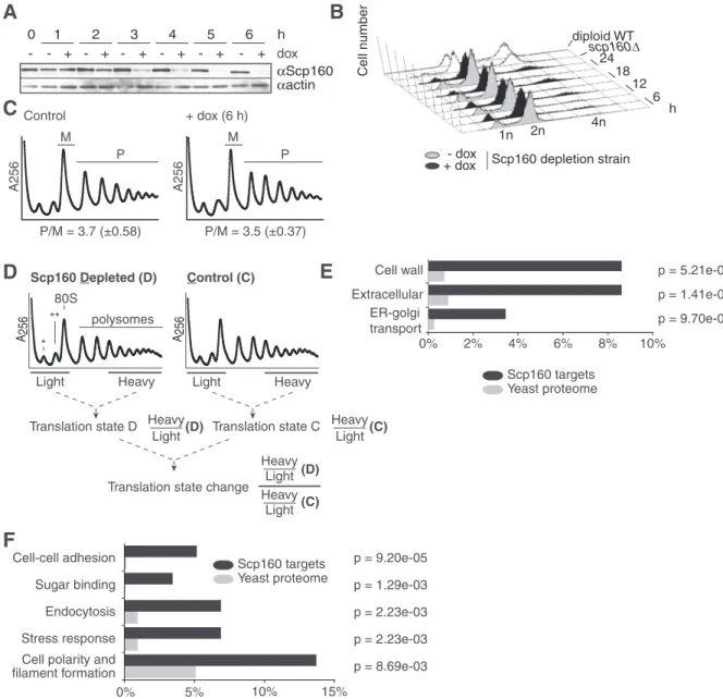Figure 1. Depletion of Scp160p changes translational states of a speciﬁc set of mRNAs