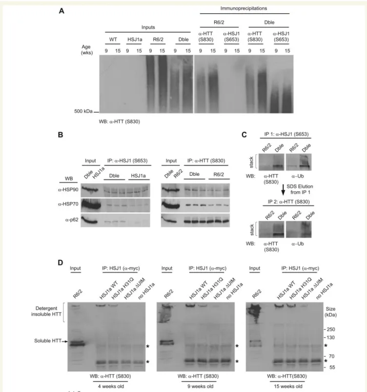 Figure 5 HSJ1a associates with high molecular weight mutant huntingtin complexes via a UIM-dependent mechanism