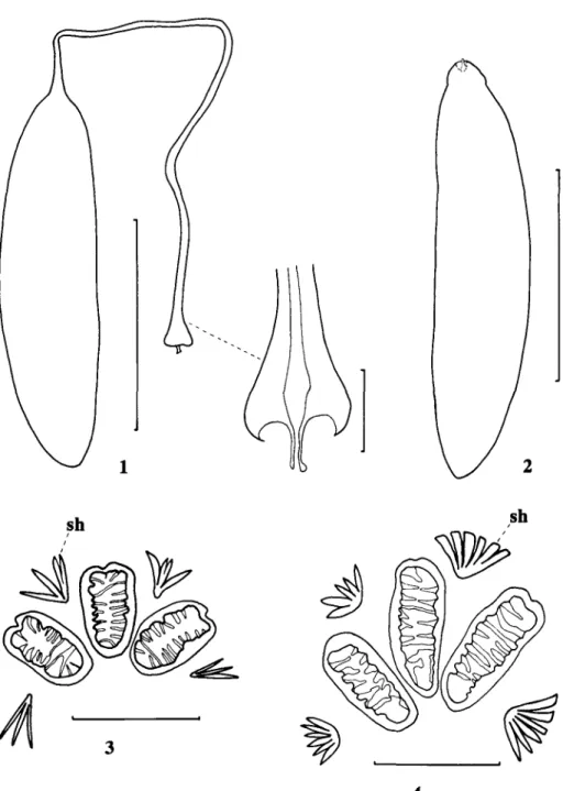 Figs 1-2.—Eggs; 1, ChaetorelUa jaceae (Robineau-Desvoidy), with detail of presumed micropyle; 2, Ch
