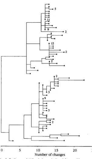 Fig.  2.  Pedigree  of  118  subclones  isolated  from  a  30  years  old  stab  culture  as  d e d u c e d   from  the  R F L P   patterns  of  their  isolated  D N A   probed  with  8  different  IS  sequences  after  [16]
