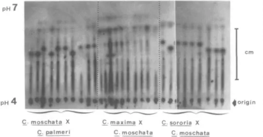 FIGURE 2 Zymograms of single pollen grains from three interspecific hybrids of Cucurbita