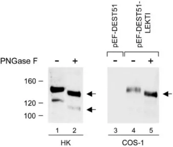Figure 3. LEKTI glycosylation pattern. HK were differentiated for 24 h in high- high-calcium medium and cultured for an additional 6 h in the presence of BFA at 10 mg/ml (lanes 1 and 2)
