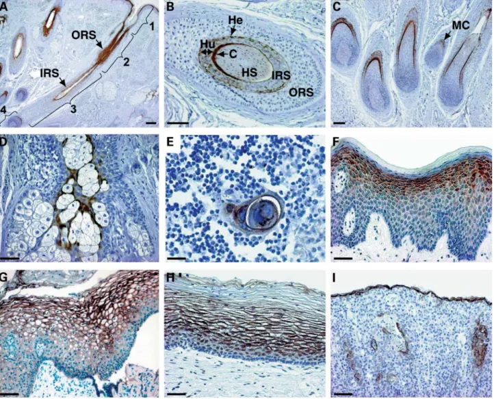 Figure 7. Human tissue distribution of LEKTI. Immunohistochemical staining of paraffin sections from normal human tissues (Table 1) with LEKTI polyclonal a- a-N antibodies was performed as described in Materials and Methods