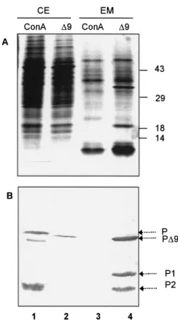 Fig. 2 The deletion of the CTPP induces the secretion of proConA.