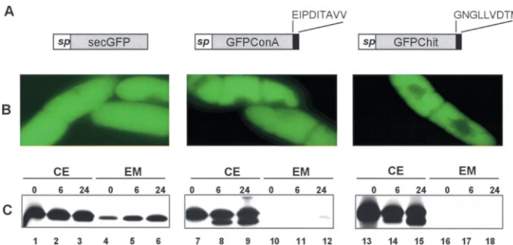 Fig. 6 The nine C-terminal amino acids of proConA are sufficient to target GFP to the vacuole in tobacco protoplasts
