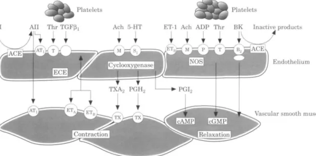 Figure 1 Determinants of coronary vasomotor tone. In an intact endothelium, various stimulatory compounds elicit NO-mediated dilation or vasoconstriction