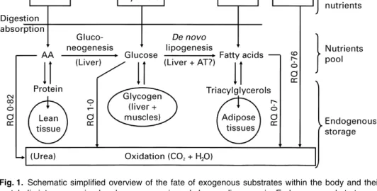 Fig. 1. Schematic simplified overview of the fate of exogenous substrates within the body and their metabolic interconversion by gluconeogenesis and de novo lipogenesis