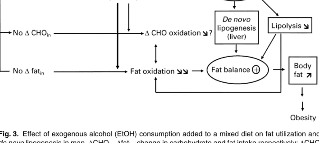 Fig. 3. Effect of exogenous alcohol (EtOH) consumption added to a mixed diet on fat utilization and de novo lipogenesis in man