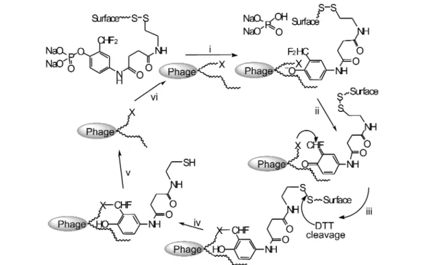 Fig. 5 Selection for turnover. (i) Catalytic antibody on phage surface binds and cleaves phosphate substrate; (ii) phenolic product loses fluoride forming a quinine methide; (iii) quinine methide bonds covalently to nucleophile (X)  in/near  active  site  