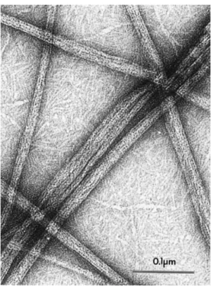 Fig. 3. Electron micrograph of aFFP-3 peptides at pH 7.2 negatively stained by uranyl acetate
